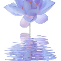 Lotus Energy Work