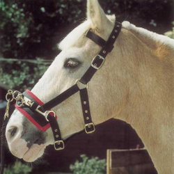 Equestrian Clothing Direct