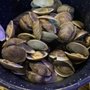 Photo of Steamers Clam Bar & Grill
