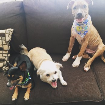 The Groomery - Pet Sitting Near Me - Rosamond, California The Groomery - Pet Sitting Near Me - Rosamond, California