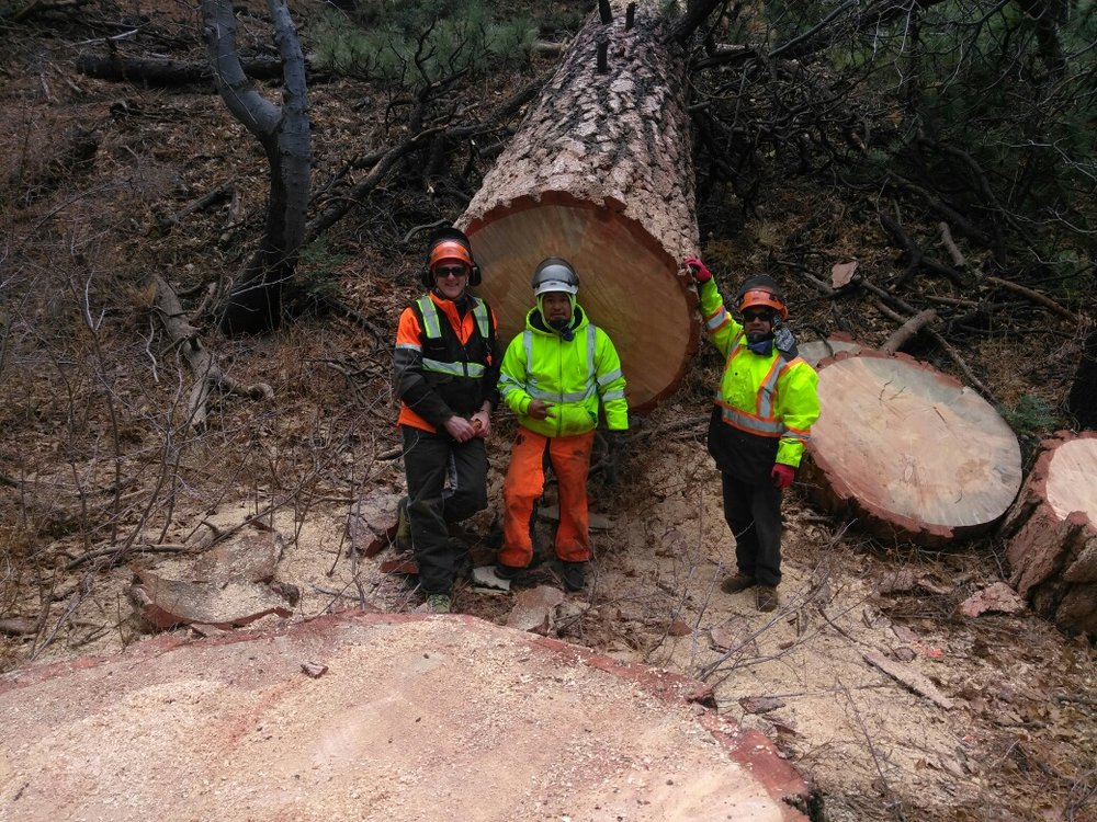 OLYMPIC TREE AND LAND MANAGEMENT Updated September 2024 27 Photos