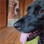 Photo of Kaiser Pet Care