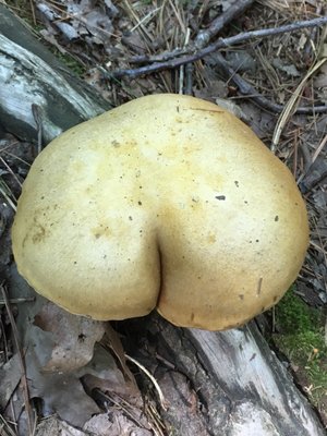 Clifford Park by null