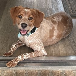 Blue Angel Pet Salon & Daycare - Photo of cuteness!