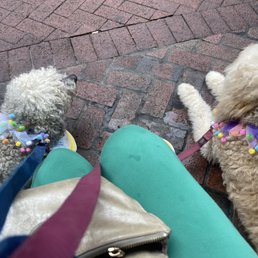 Dogs with their Jester collars Dogs with their Jester collars