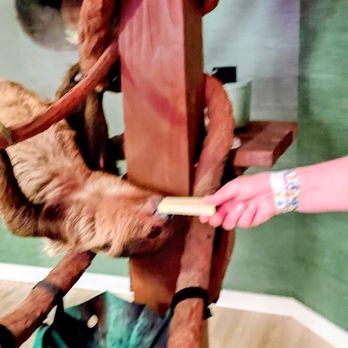 Wild Encounters Cafe - Got to feed a sloth - Zoos Near Me - Panama City Beach, Florida Wild Encounters Cafe - Got to feed a sloth - Zoos Near Me - Panama City Beach, Florida