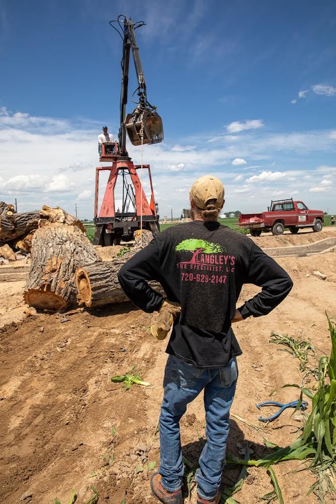 Langley's Tree Specialist - tree service in Greeley, CO