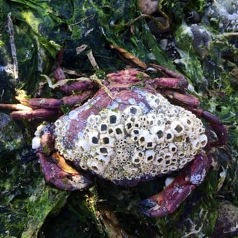 Saltwater State Park - Lots of beach combing finds. - Parks Near Me - Des Moines, Washington Saltwater State Park - Lots of beach combing finds. - Parks Near Me - Des Moines, Washington