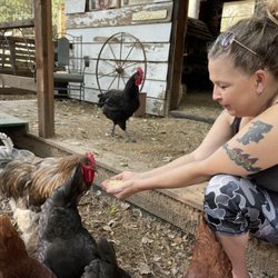 Rusty Bucket Acres - Hand feed the chickens