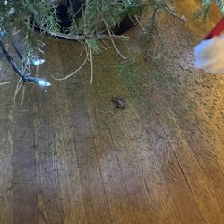 Shale Hills farm - Water full, tree going bare, needles everywhere.
