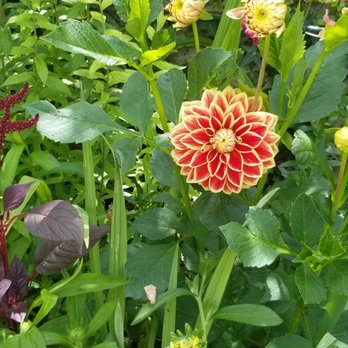 Jardins et Maison de Claude Monet - Museums Near Me - Giverny, 27