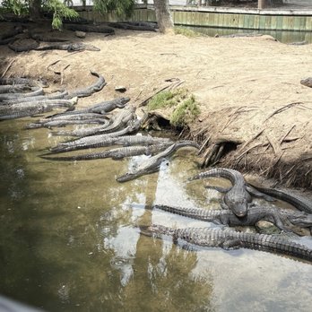Alligator Adventure - Lots of alligators - Amusement Parks Near Me - North Myrtle Beach, South Carolina