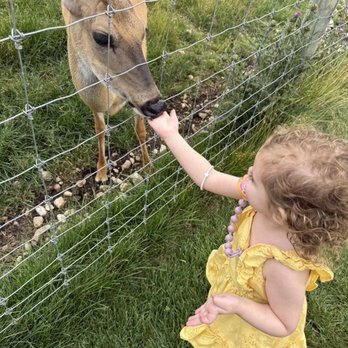 Deer Ranch - Amusement Parks Near Me - Saint Ignace, Michigan Deer Ranch - Amusement Parks Near Me - Saint Ignace, Michigan