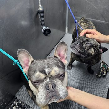 The Paw Spa LB - After there wash. - Pet Groomers Near Me - Long Beach, California The Paw Spa LB - After there wash. - Pet Groomers Near Me - Long Beach, California