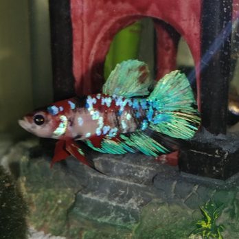 Petco - Zippy boi Shogun next to his temple - Pet Stores Near Me - San Diego, California