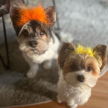 Sarah the Pet Groomer - Perfect doggies summer cut - Pet Groomers Near Me - Concord, California Sarah the Pet Groomer - Perfect doggies summer cut - Pet Groomers Near Me - Concord, California