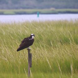 Lido Beach Passive Nature Preserve - Osprey sentinal