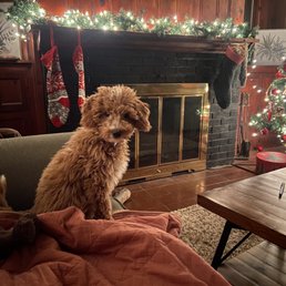 Puppy Puppy