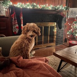 Rocky Ridge Acres - Puppy