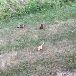Gang outside!