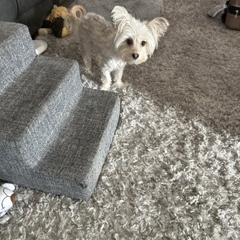 Paws At Main - 1 week after grooming, I cut him down myself. - Pet Groomers Near Me - Corona, California