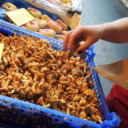 Obst - Gemüse - Südfrüchte - Müller / Reitz