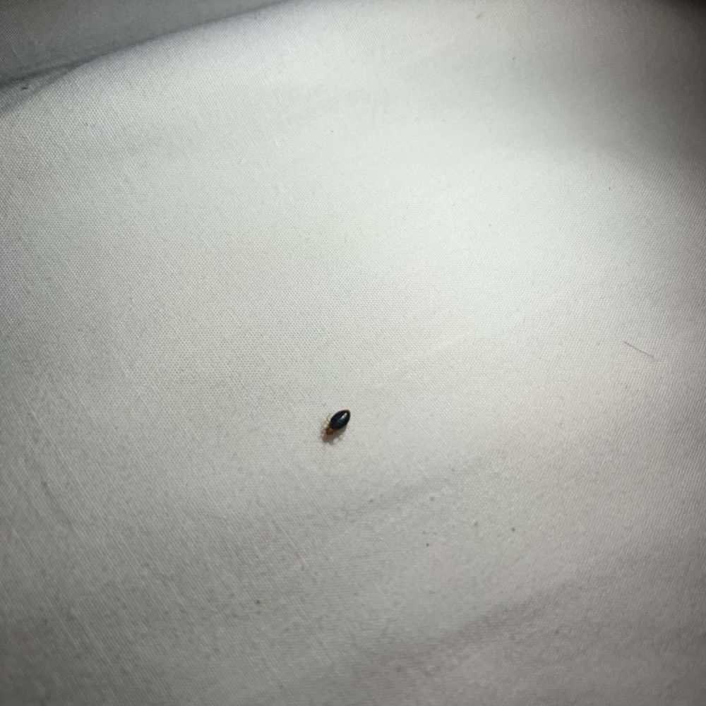 Lodge at Fall Creek Falls - Bed bugs - Hotels Near Me - Spencer, Tennessee Lodge at Fall Creek Falls - Bed bugs - Hotels Near Me - Spencer, Tennessee