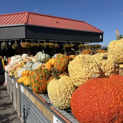 Tacoma Boys - Seasonal Pumpkins