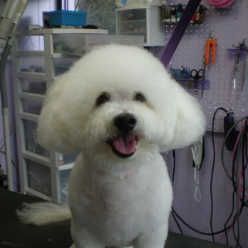 Dirty Paws Pet Spa - Pet Groomers Near Me - South Burlington, Vermont Dirty Paws Pet Spa - Pet Groomers Near Me - South Burlington, Vermont