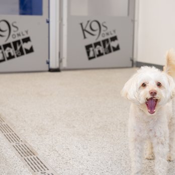 K9s Only - Pet Sitting Near Me - Los Angeles, California K9s Only - Pet Sitting Near Me - Los Angeles, California