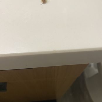 The James Apartment Homes - roach on counter - Apartments Near Me - Riverside, California The James Apartment Homes - roach on counter - Apartments Near Me - Riverside, California