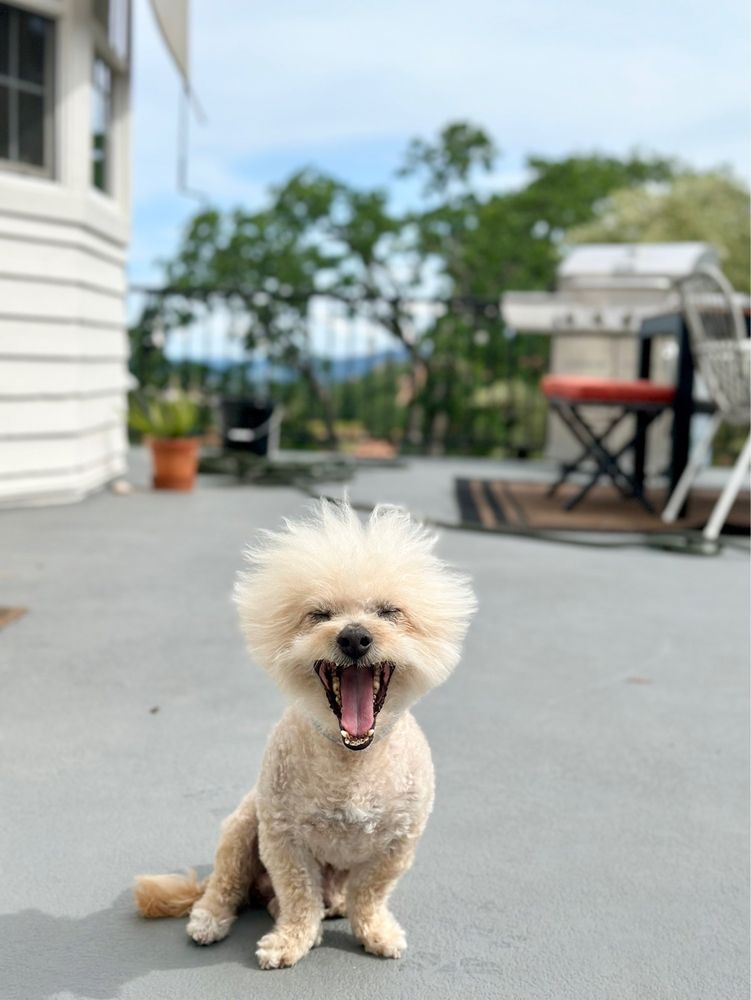 DOG GROOMING PETFECTIONIST Updated August 2024 331 Photos & 210