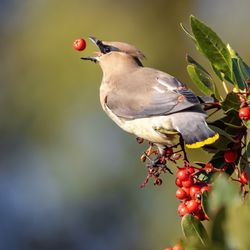 Cedar Waxwing eating winter berries | IG @moniquedao