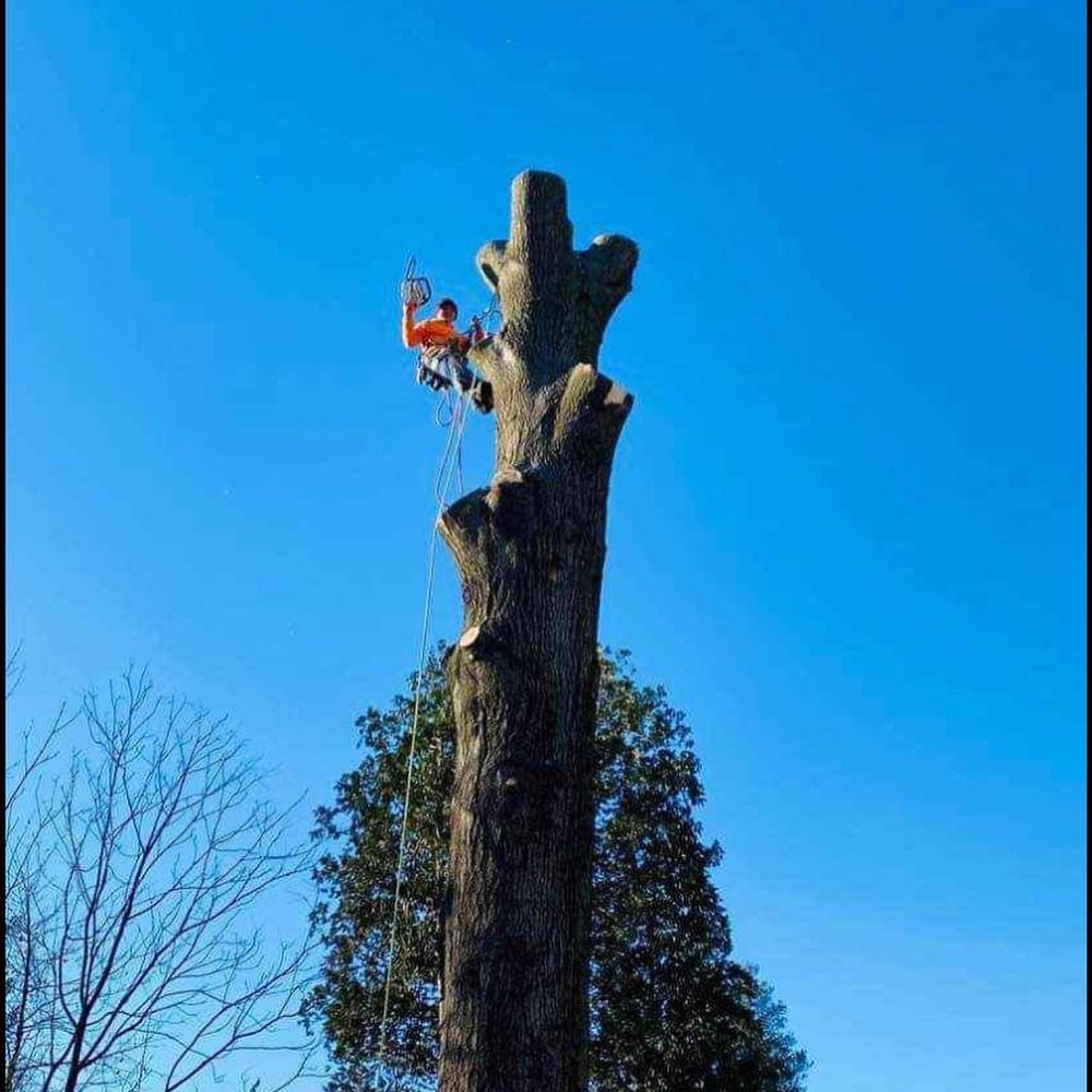 Vision Landscape and Tree Service - tree service in Jacksonville, FL