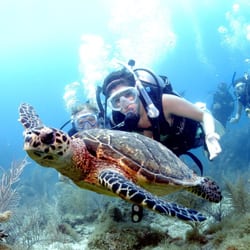 Sail Caribbean - PADI certifications at any level, or just dive for fun in the BVI coral seas.