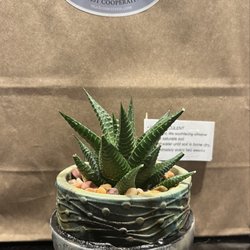 Made In Warren - Potted Succulent