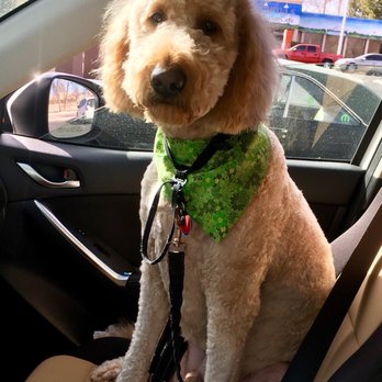 Bath Brush and Beyond - Pet Groomers Near Me - Albuquerque, New Mexico