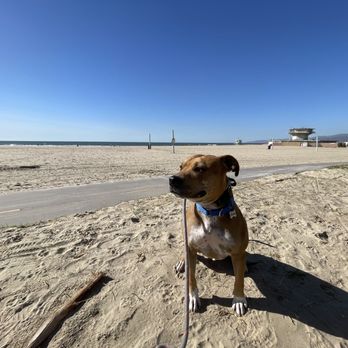 K9 Intuition Dog Training - Pet Training Near Me - Acton, California K9 Intuition Dog Training - Pet Training Near Me - Acton, California