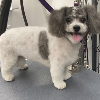Ruff Life Dog Spa - After - Pet Groomers Near Me Ruff Life Dog Spa - After - Pet Groomers Near Me
