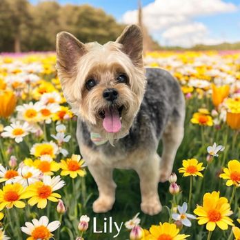 Sunny Days Mobile Grooming - Pet Groomers Near Me Sunny Days Mobile Grooming - Pet Groomers Near Me