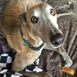 Stay Dog Stay - Jinx at Stay Dog Stay