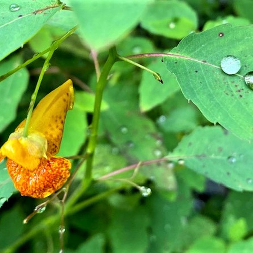 Bushkill Falls - The morning's rain left droplets on the flowers and leaves - Tours Near Me - Bushkill, Pennsylvania Bushkill Falls - The morning's rain left droplets on the flowers and leaves - Tours Near Me - Bushkill, Pennsylvania