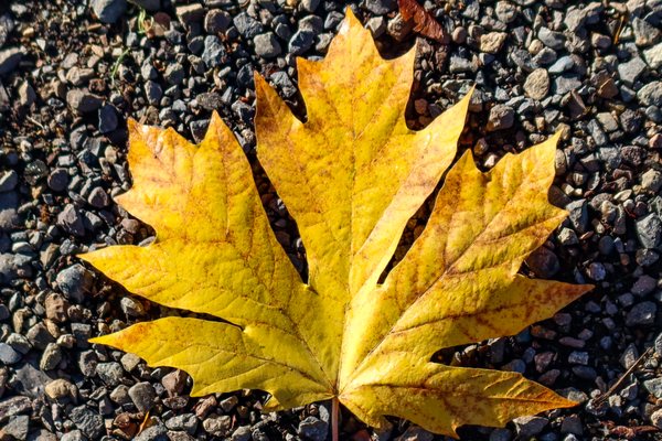 Billy Frank Jr. Nisqually National Wildlife Refuge by null