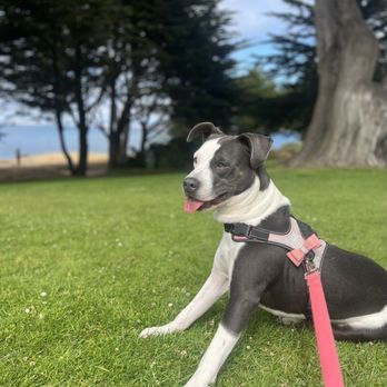Finding A Best Friend Rescue - Sakura living the life she deserves - Pet Adoption Near Me Finding A Best Friend Rescue - Sakura living the life she deserves - Pet Adoption Near Me