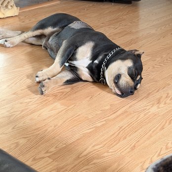 Calaveras Veterinary Clinic - Resting after his procedure - Veterinarians Near Me - San Andreas, California Calaveras Veterinary Clinic - Resting after his procedure - Veterinarians Near Me - San Andreas, California