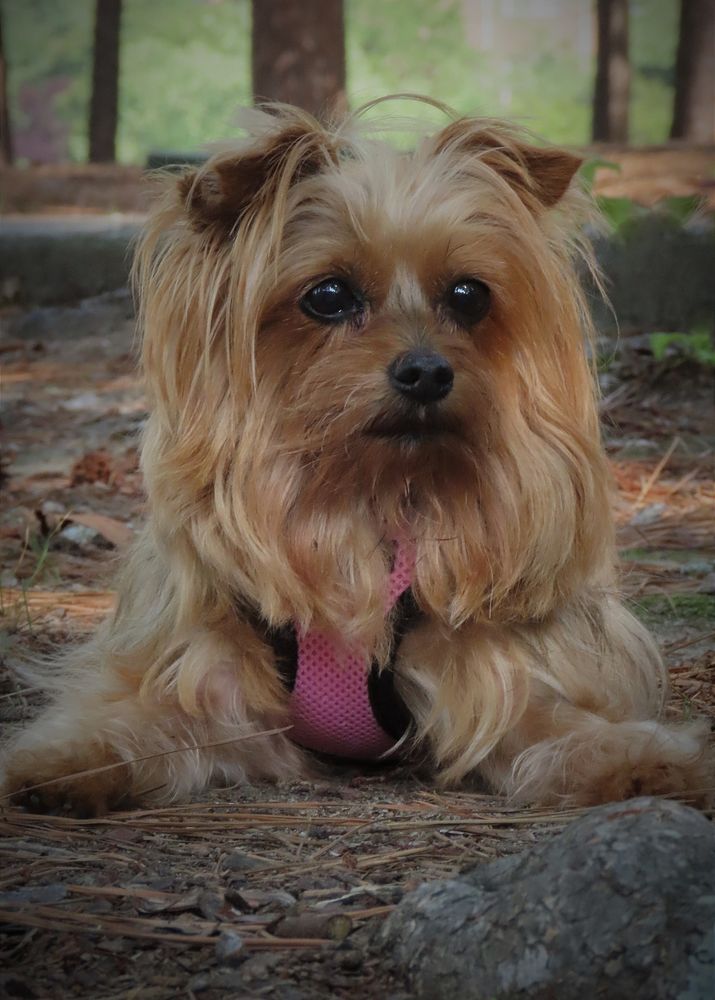 ROBIN’S PET GROOMING Updated September 2024 12 Reviews 1009 B