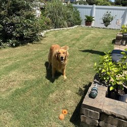 Wag More Bark Less