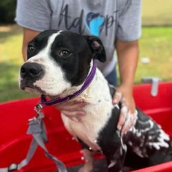St Frances Animal Center