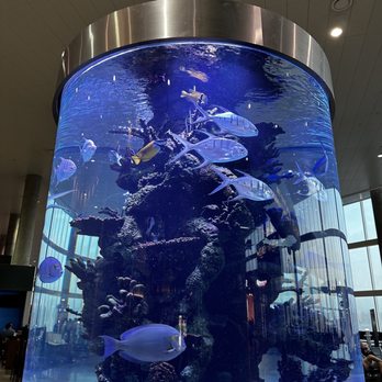 RumFish - Seafood Near Me - Tampa, Florida