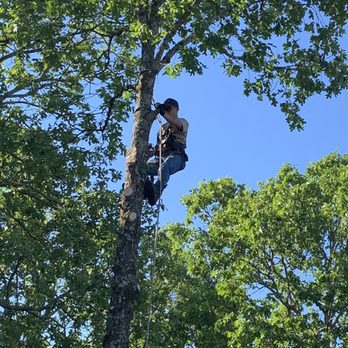 Deep Root Tree Service - In the air! - Tree Services Near Me